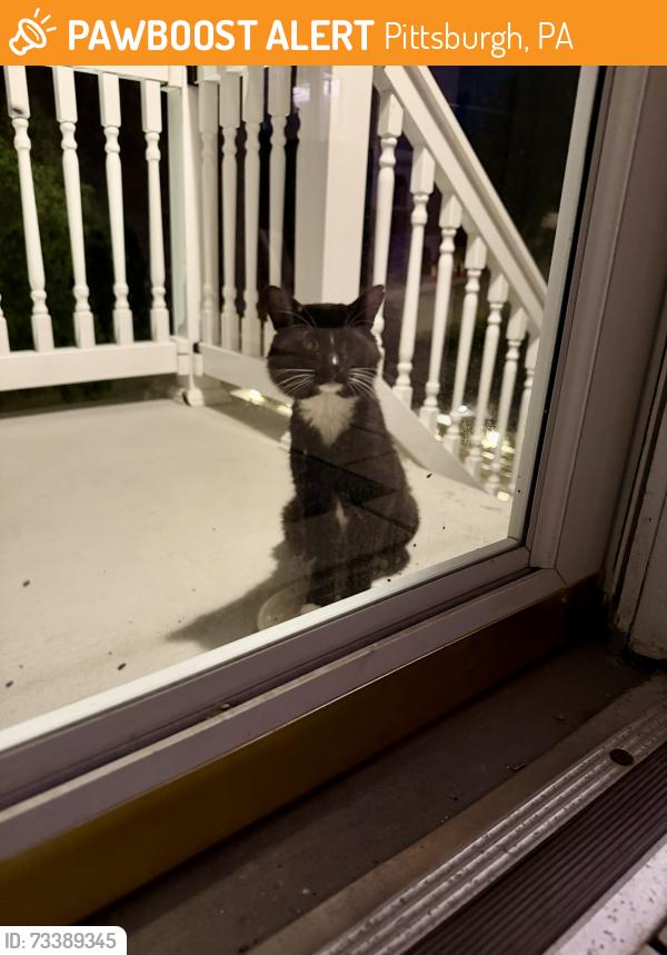 Found/Stray Unknown Cat last seen Ovid street, Pittsburgh, PA 15205