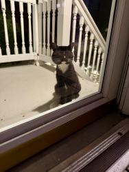 Found/Stray Unknown Cat last seen Ovid street, Pittsburgh, PA 15205