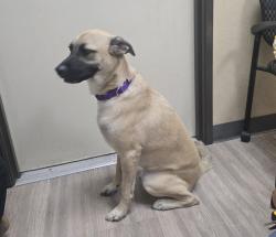 Shelter Stray Male Dog last seen Cannon Road, Vista, CA, 92081, Oceanside, CA 92058, USA