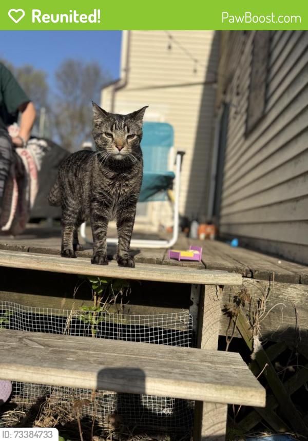 Reunited Male Cat last seen Near boston ave, Des Moines, IA 50310
