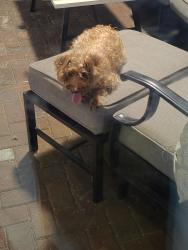 Found/Stray Unknown Dog last seen Luke, St. Johns County, FL 32092