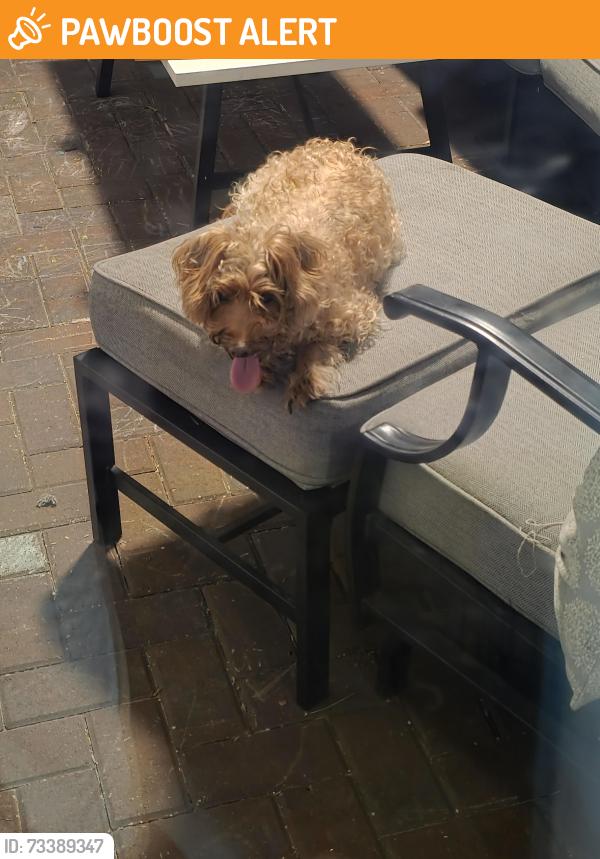 Found/Stray Unknown Dog last seen Luke, St. Johns County, FL 32092