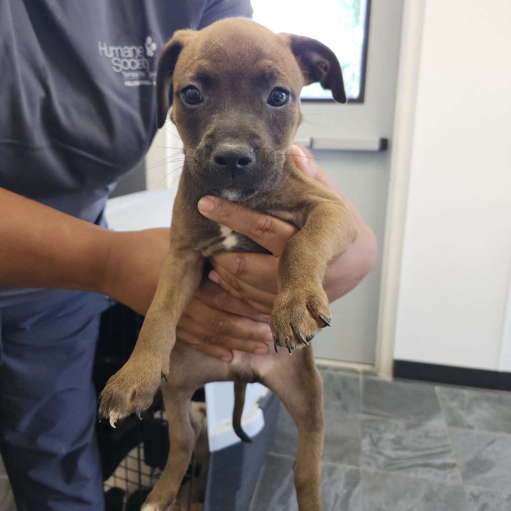 Shelter Stray Female Dog last seen , 3607 N Armenia Ave, Tampa, FL 33607, USA
