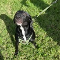 Shelter Stray Male Dog last seen , 3607 N Armenia Ave, Tampa, FL 33607, USA