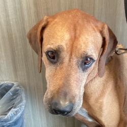 Shelter Stray Female Dog last seen , 3607 N Armenia Ave, Tampa, FL 33607, USA