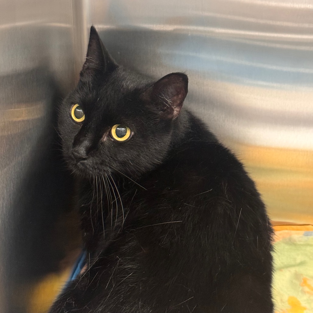 Shelter Stray Female Cat last seen , 3607 N Armenia Ave, Tampa, FL 33607, USA