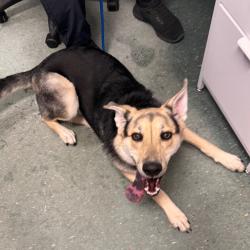 Shelter Stray Female Dog last seen , 3607 N Armenia Ave, Tampa, FL 33607, USA