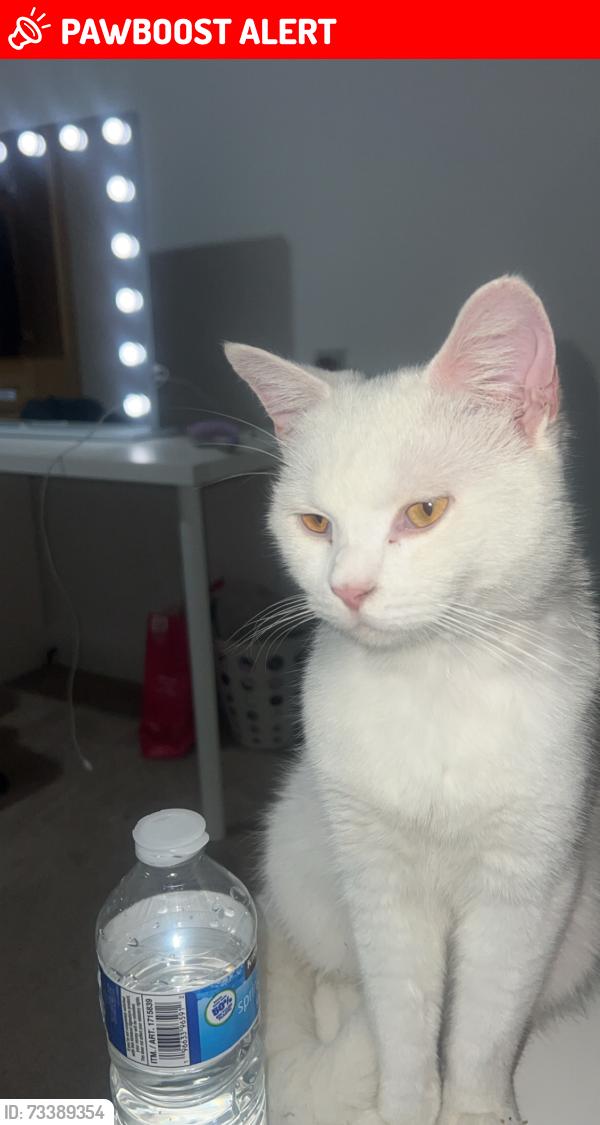 Lost Male Cat last seen Wake green road, West Midlands, England B13