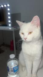 Lost Male Cat last seen Wake green road, West Midlands, England B13