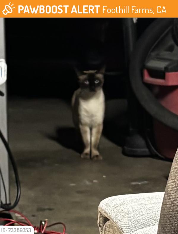 Found/Stray Unknown Cat last seen Pinebrook Way, Foothill Farms, CA 95842