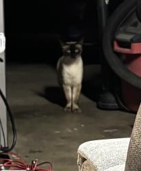 Found/Stray Unknown Cat last seen Pinebrook Way, Foothill Farms, CA 95842