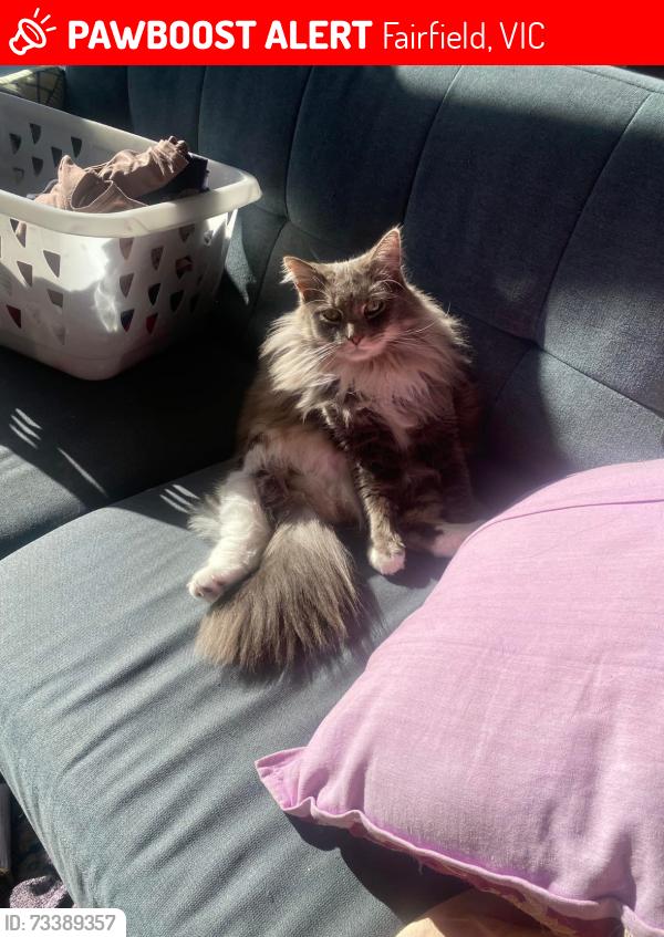 Lost Male Cat last seen Fairfield Station, Fairfield, VIC 3078