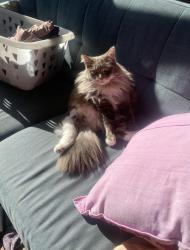Lost Male Cat last seen Fairfield Station, Fairfield, VIC 3078