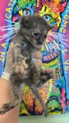 Shelter Stray Female Cat last seen Bexar County, 3353 Morningside Dr, New Braunfels, TX 78132, USA