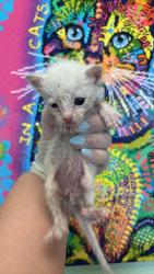 Shelter Stray Male Cat last seen Bexar County, 3353 Morningside Dr, New Braunfels, TX 78132, USA