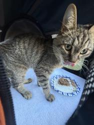 Reunited Male Cat last seen 27th and Poplar Street, Philadelphia, PA 19130