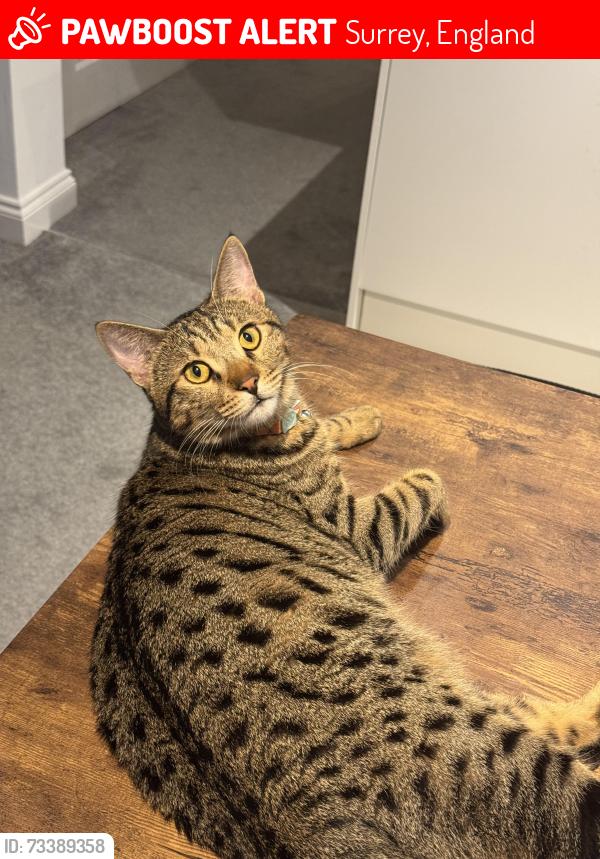 Lost Male Cat last seen Mount hermon road, Surrey, England 