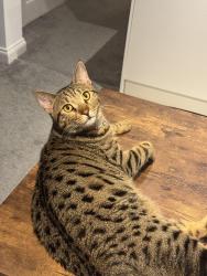 Lost Male Cat last seen Mount hermon road, Surrey, England 