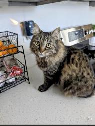 Lost Female Cat last seen Carlton Drive/Mountain View ests, Rockmart, GA 30153