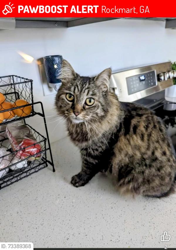 Lost Female Cat last seen Carlton Drive/Mountain View ests, Rockmart, GA 30153