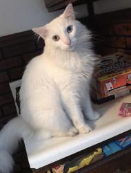 Reunited Male Cat last seen Near Tukosh St, Tarrs, PA 15688, USA, Tarrs, PA 15688