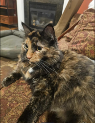 Lost Female Cat last seen Luthers Forest, Ballston Spa, NY 12020