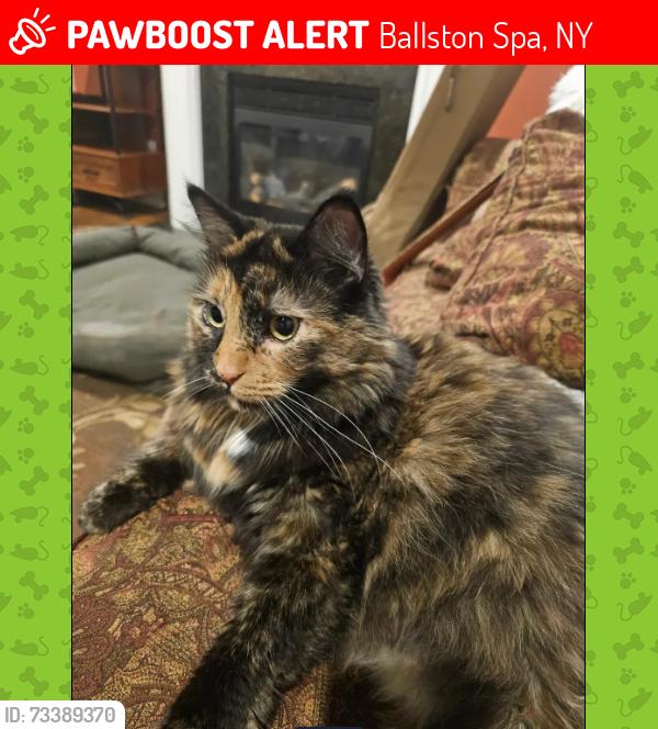 Lost Female Cat last seen Luthers Forest, Ballston Spa, NY 12020