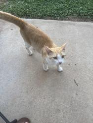 Lost Male Cat last seen East coast drive Mocksville,nc 27028, Mocksville, NC 27028