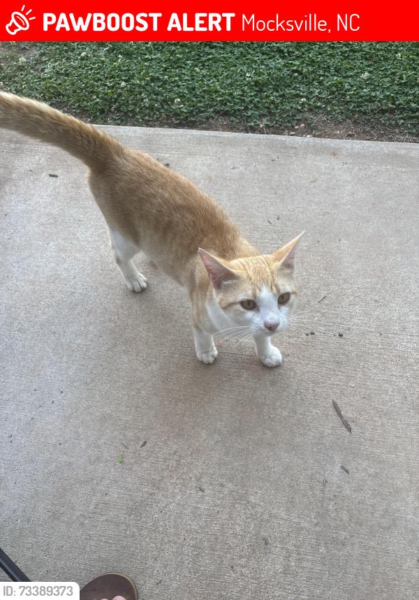 Lost Male Cat last seen East coast drive Mocksville,nc 27028, Mocksville, NC 27028