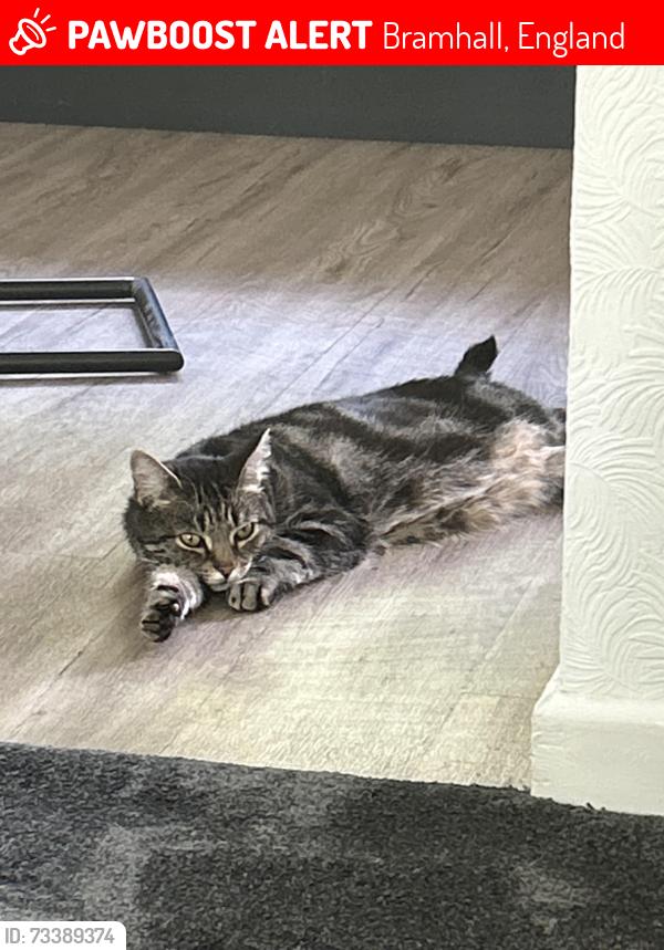 Lost Male Cat last seen Ladythorn Road, Bramhall, England 