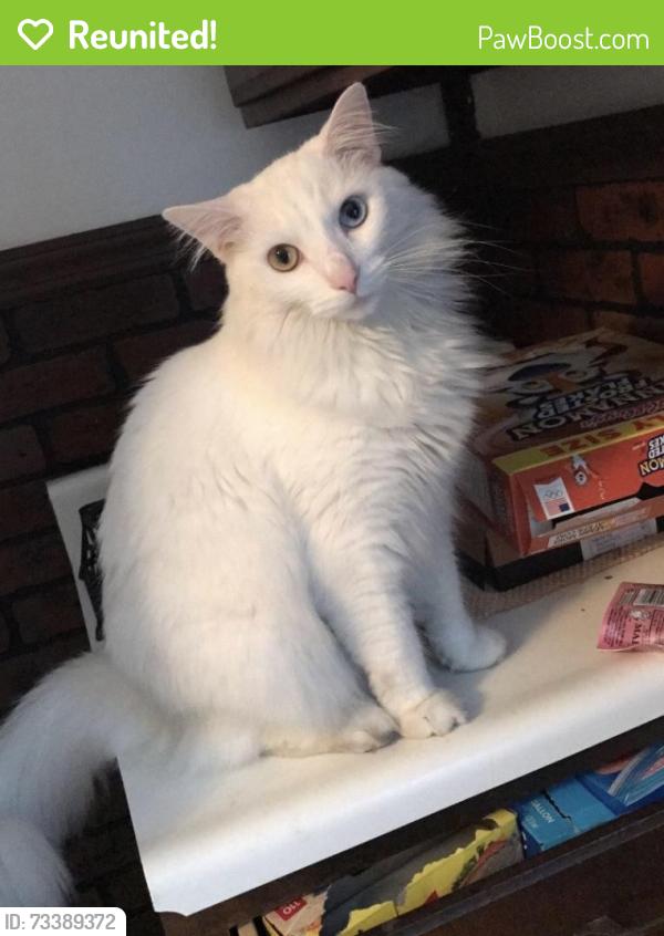 Reunited Male Cat last seen Near Tukosh St, Tarrs, PA 15688, USA, Tarrs, PA 15688