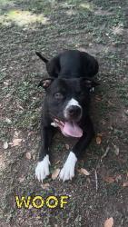 Lost Male Dog last seen milford texas, Milford, TX 76670