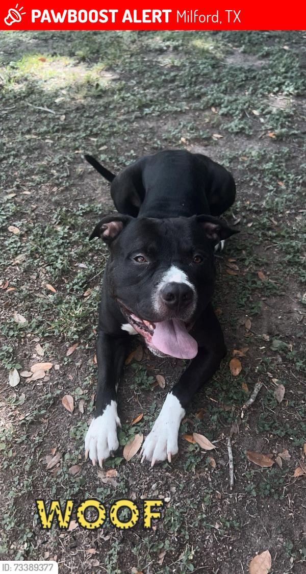 Lost Male Dog last seen milford texas, Milford, TX 76670