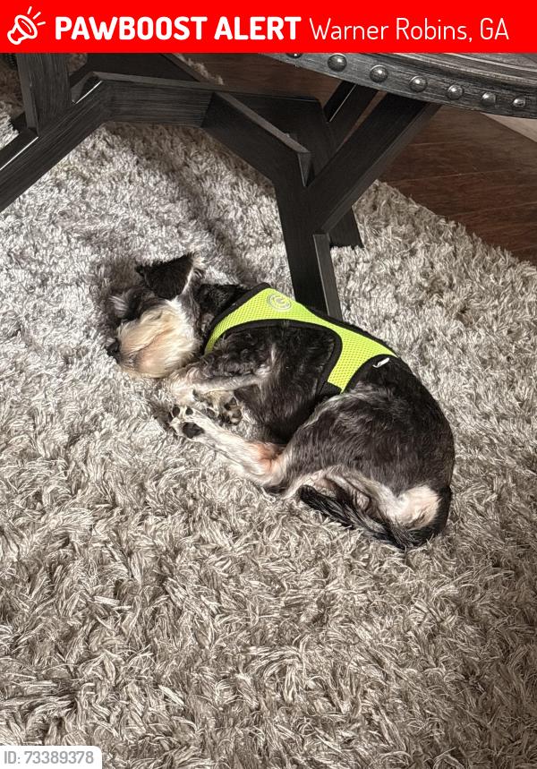 Lost Male Dog last seen Tyson glenn, Warner Robins, GA 31088