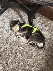 Lost Male Dog last seen Tyson glenn, Warner Robins, GA 31088