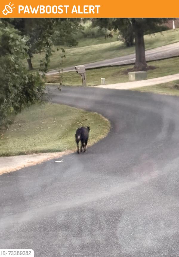 Found/Stray Unknown Dog last seen Kelly Coltrane and Lawerence Farm, Randolph County, NC 27317