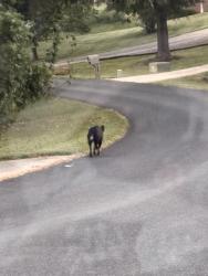 Found/Stray Unknown Dog last seen Kelly Coltrane and Lawerence Farm, Randolph County, NC 27317