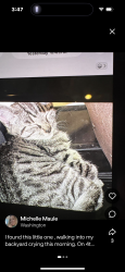Found/Stray Unknown Cat last seen E street West Sacramento, West Sacramento, CA 95605