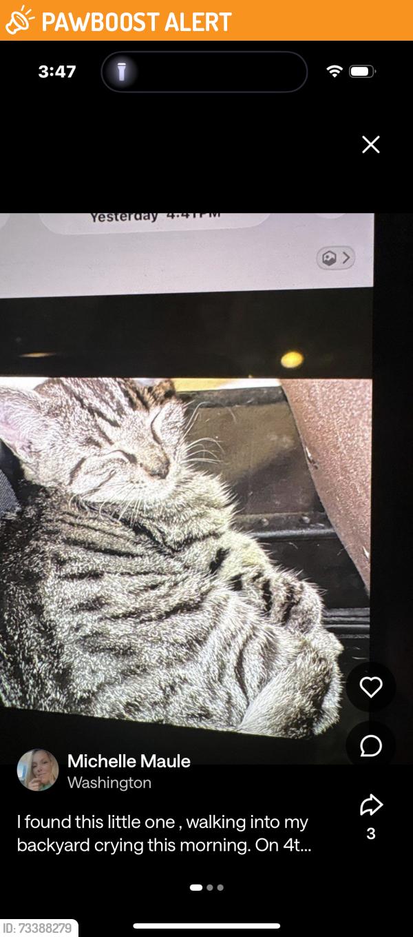 Found/Stray Unknown Cat last seen E street West Sacramento, West Sacramento, CA 95605
