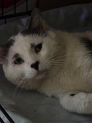 Lost Male Cat last seen Elizabeth st 15202, Avalon, PA 15202