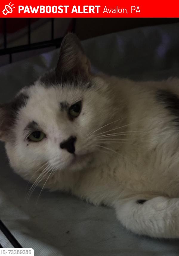 Lost Male Cat last seen Elizabeth st 15202, Avalon, PA 15202