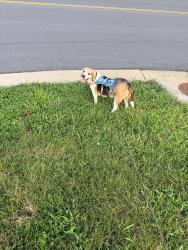 Reunited Male Dog last seen Near Evergreen Ridge Dr Ashburn, VA 20148, Ashburn, VA 20148