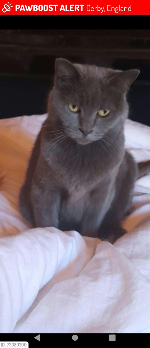 Lost Female Cat last seen Stenson Fields, Derby, England 