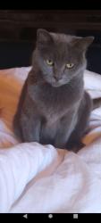 Lost Female Cat last seen Stenson Fields, Derby, England 