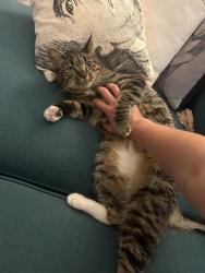 Lost Female Cat last seen 4th and Fairmount, Philadelphia, PA 19123