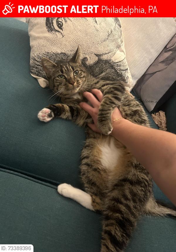 Lost Female Cat last seen 4th and Fairmount, Philadelphia, PA 19123