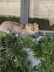 Reunited Unknown Cat last seen Palmetto Bay Park, Palmetto Bay, FL 33157