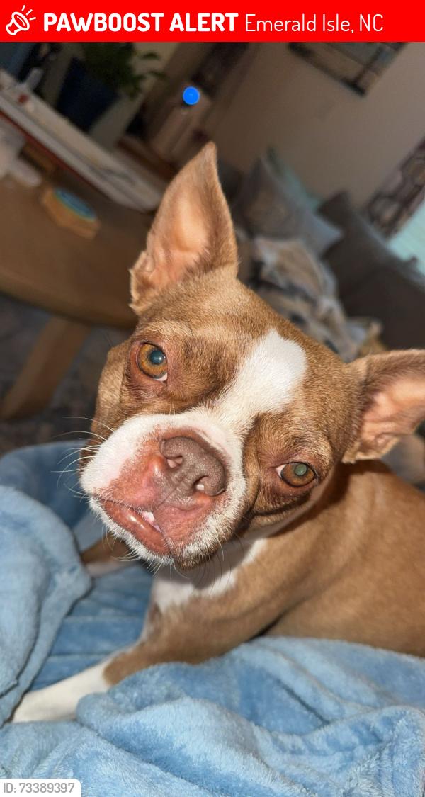 Lost Female Dog last seen Coast Guard Rd by Gaffers, Emerald Isle, NC 28594