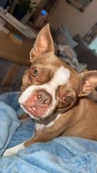 Lost Female Dog last seen Coast Guard Rd by Gaffers, Emerald Isle, NC 28594