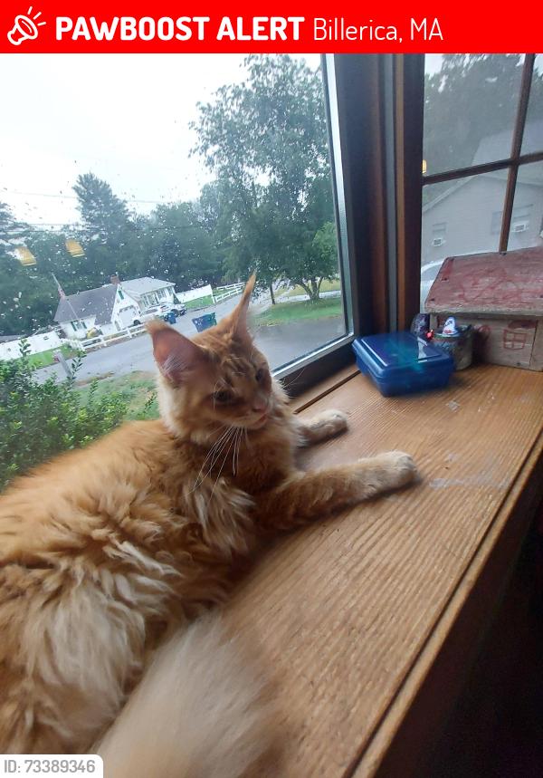 Lost Female Cat last seen Near Garnet Rd. Billerica, MA, Billerica, MA 01821
